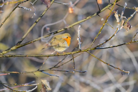 Robin