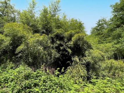 Bamboo