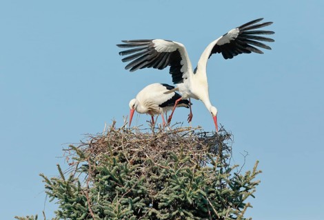 Male white stork flying out of the nest for food while the female stays behind