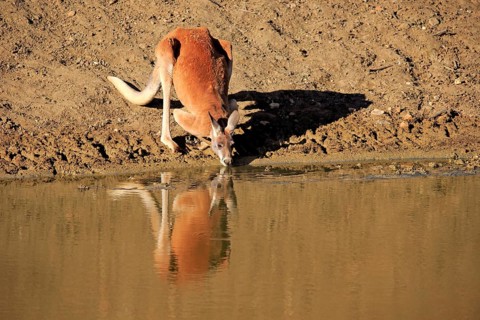 Red kangaroo
