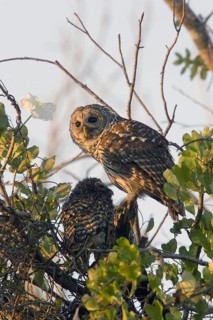 Barred Owl