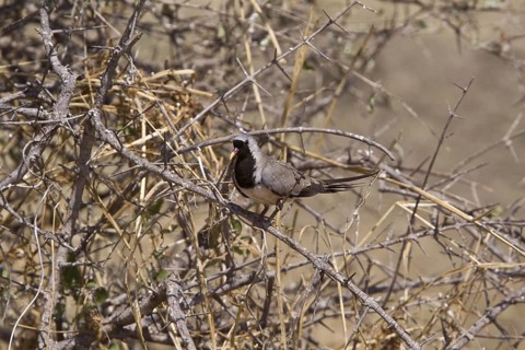 Namaqua dove