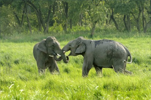 Indian elephant
