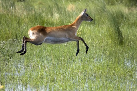 Red lechwe waterbuck