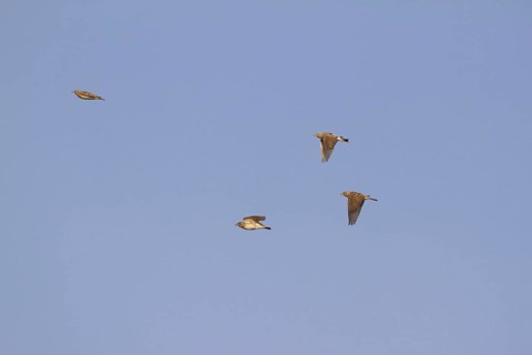 Greater short-toed lark