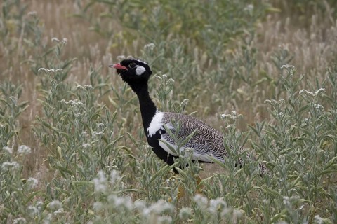 Cackling Bustard