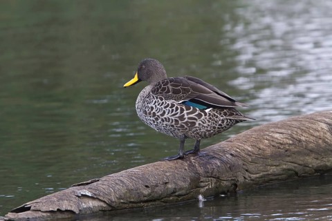 Yellow-billed duck