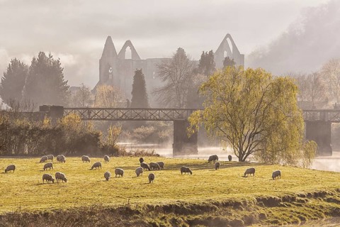 View of flock of sheep grazing in pasture and ruins of Cistercian Abbey at sunrise