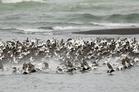 Common eider
