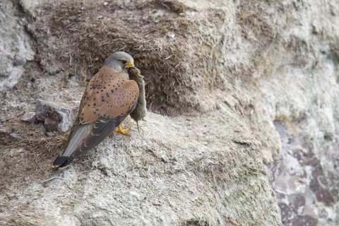 Common common kestrel