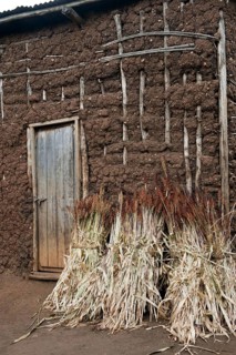 Harvesting sorghum
