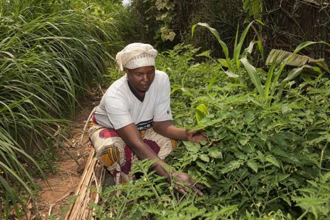 Weeding vegetable garden