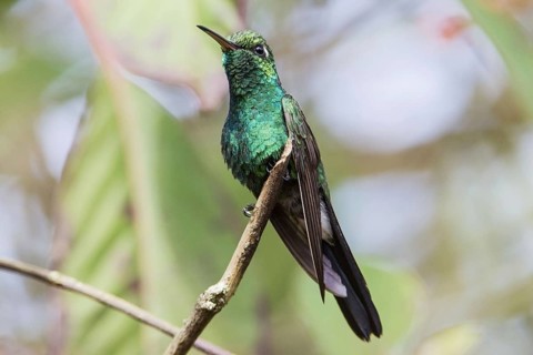 Cuban Emerald