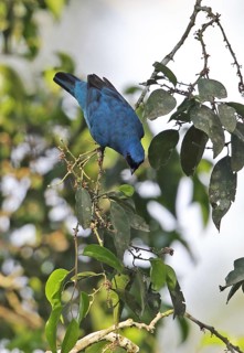 Azure Cuckoo Shrike