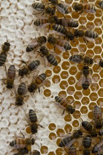 Western honey bee