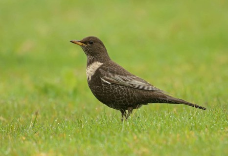 Ring ouzel