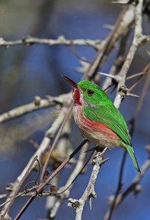 Adult broad-billed todi