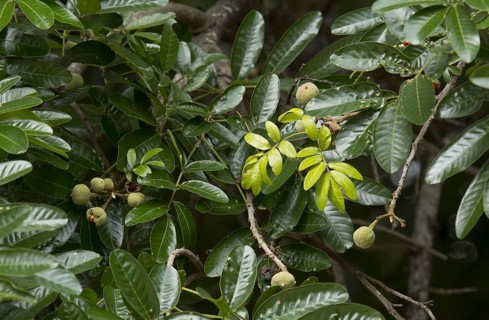 Forest Mahogany