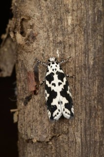 Lesser-V Ermine