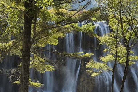 View of waterfall between trees
