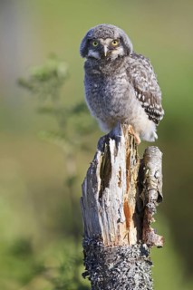 Northern Hawk Owl