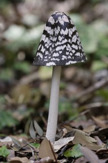 Magpie fungus