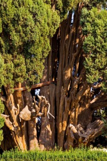 Oldest cypress