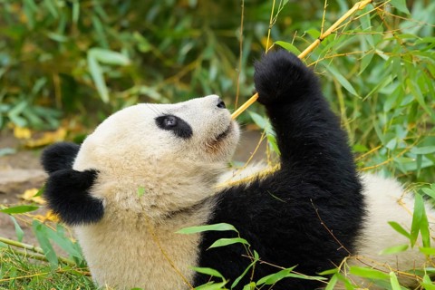 Giant Panda