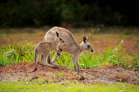 Eastern grey kangaroo
