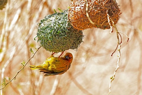 Cape Weaver