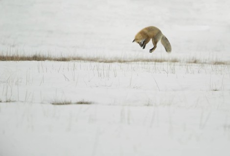 American Red Fox