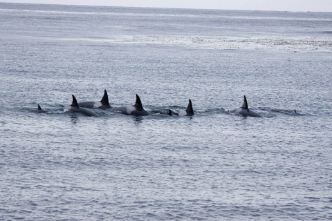 Killer whale