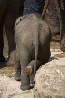 Asian elephant