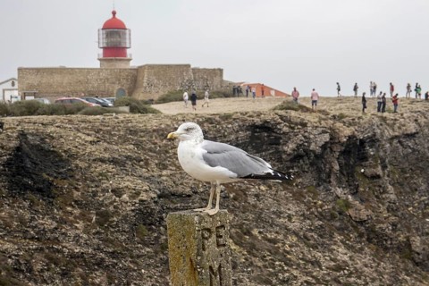 Yellow legged Gull