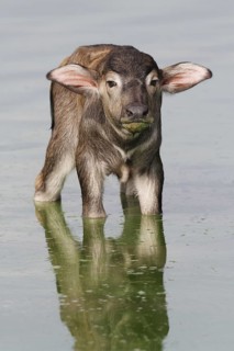 Bubalus arnee f. bubalis