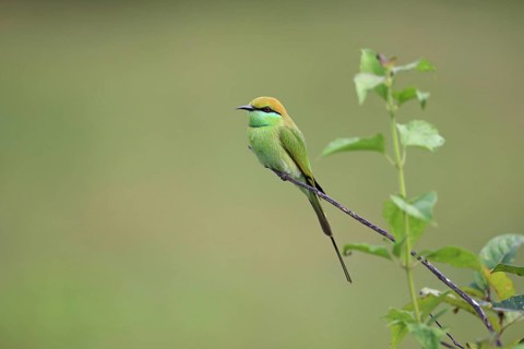 Little Green Bee-eater