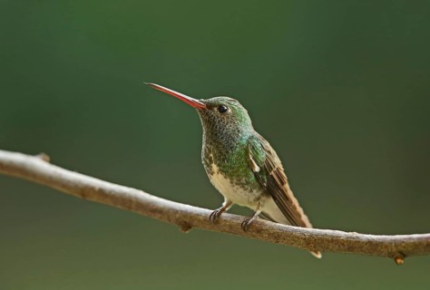 Glistening emerald