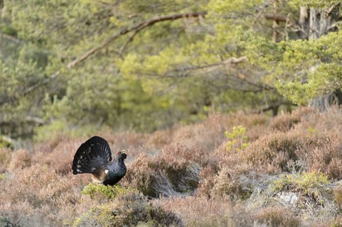 Western Capercaillie