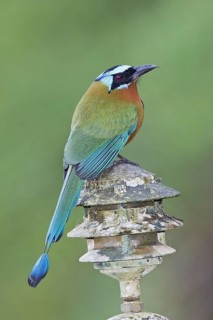 Trinidad trinidad motmot