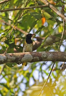 Dark-throated Oriole