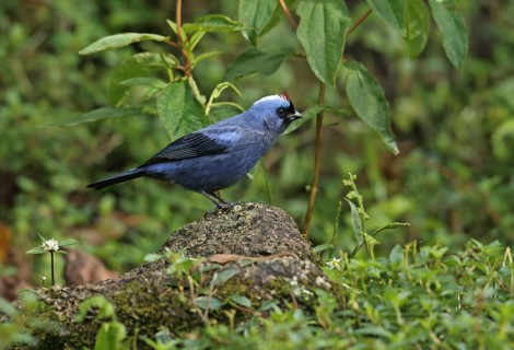 Adult diadem tanager