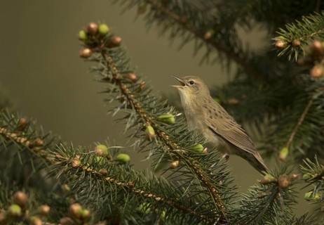 Grasshopper Warbler