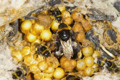 Buff-tailed Bumblebee