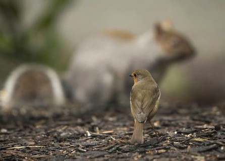 European european robin