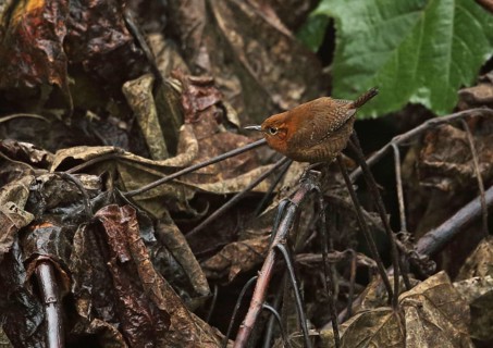 Red-browed Wren