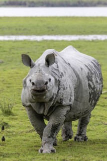 Indian rhinoceros