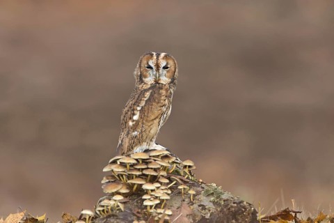 Tawny Owl