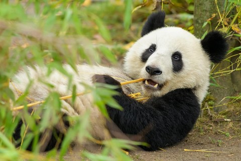 Giant Panda