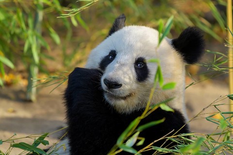 Giant Panda