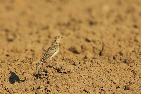 Skylark